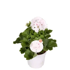 Sale Plantiflor Edelgeranie Topf- Durchmesser 12 cm