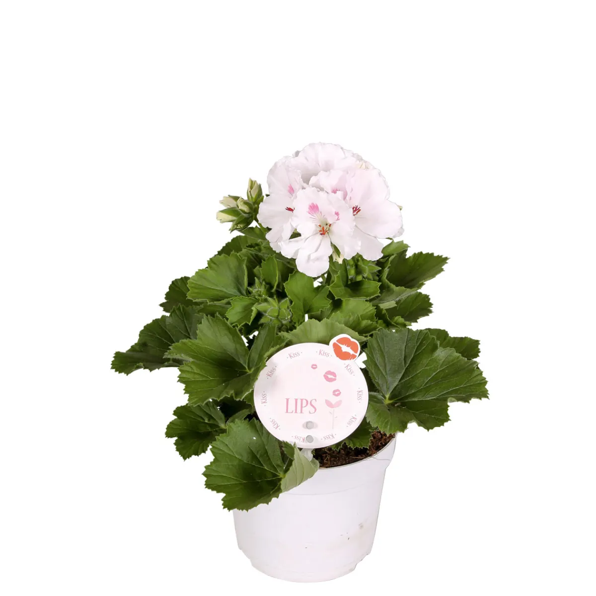 Sale Plantiflor Edelgeranie Topf- Durchmesser 12 cm