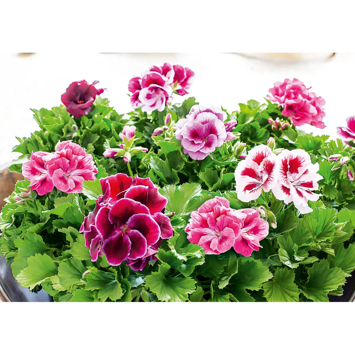 Sale Plantiflor Edelgeranie Topf- Durchmesser 12 cm