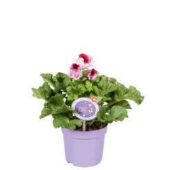 Sale Plantiflor Edelgeranie Topf- Durchmesser 12 cm