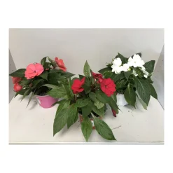 Sale Plantiflor Edellieschen T12 versch Farben