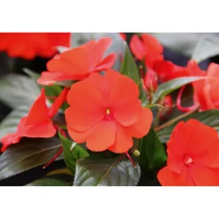 Sale Plantiflor Edellieschen T12 versch Farben