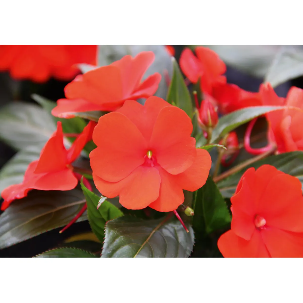 Sale Plantiflor Edellieschen T12 versch Farben