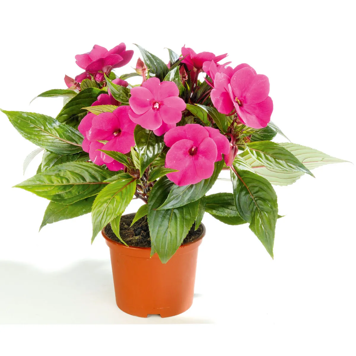 Sale Plantiflor Edellieschen T12 versch Farben