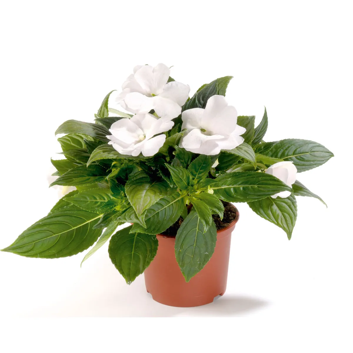 Sale Plantiflor Edellieschen T12 versch Farben