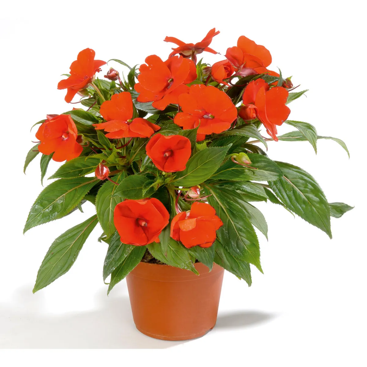 Sale Plantiflor Edellieschen T12 versch Farben