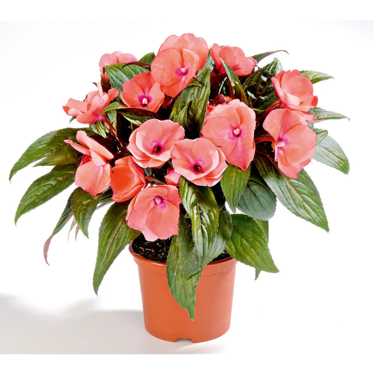 Sale Plantiflor Edellieschen T12 versch Farben