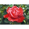 Clearance Plantiflor Edelrose rot Topf- Durchmesser 19 cm