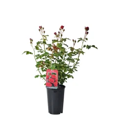 Clearance Plantiflor Edelrose rot Topf- Durchmesser 19 cm