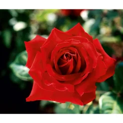 Clearance Plantiflor Edelrose rot Topf- Durchmesser 19 cm