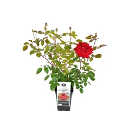 Clearance Plantiflor Edelrose rot Topf- Durchmesser 19 cm