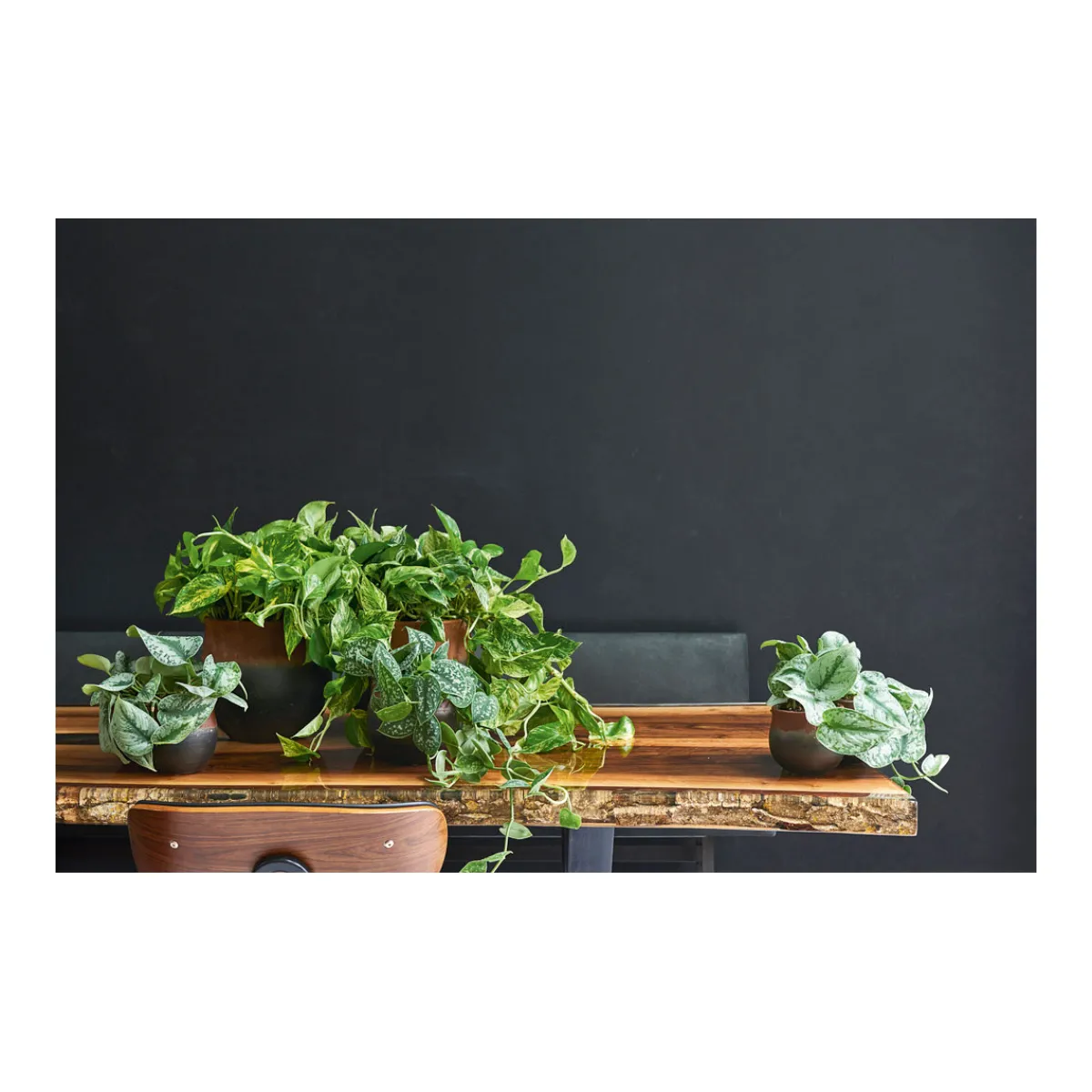 Clearance Plantiflor Efeutute Topf Durchmesser 12 cm