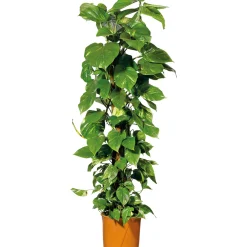 Hot Plantiflor Efeutute Topf Durchmesser 21 cm