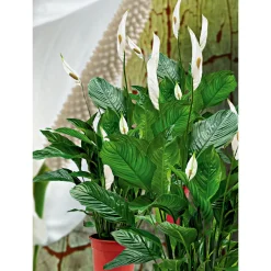 Best Plantiflor Einblatt 100 cm Topf 21 cm
