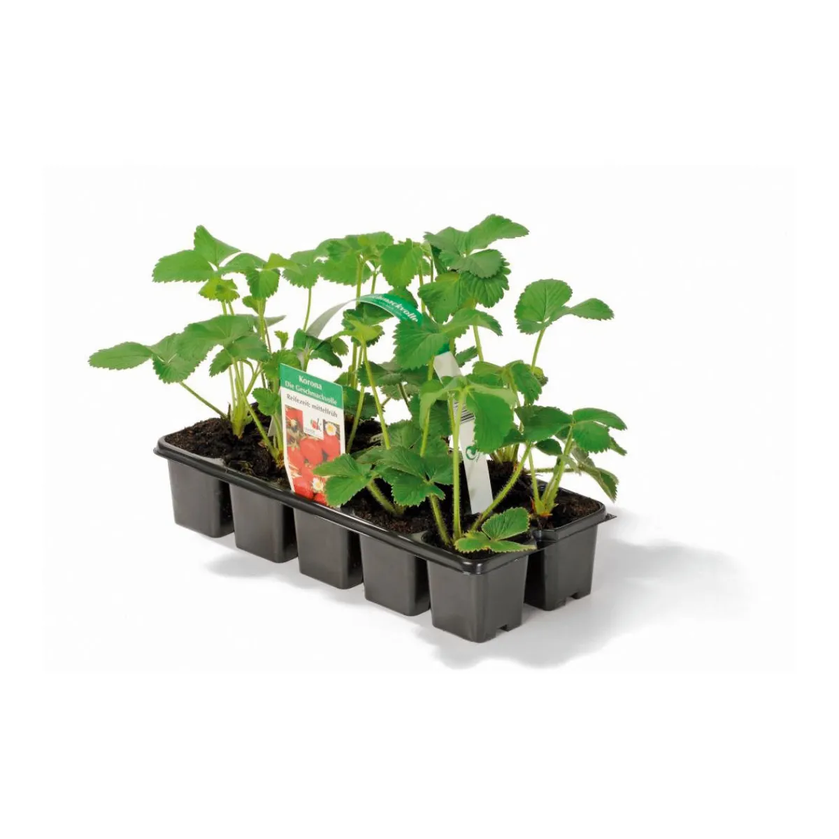 Best Plantiflor Erdbeeren verschiedene Sorten 10er-Pack