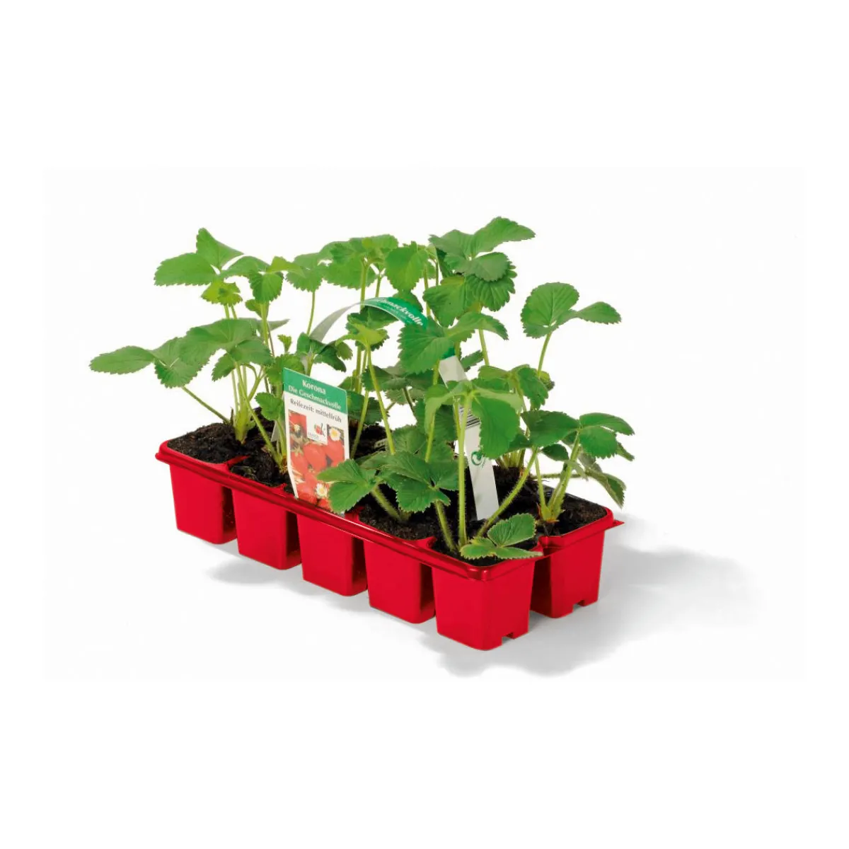 Best Plantiflor Erdbeeren verschiedene Sorten 10er-Pack