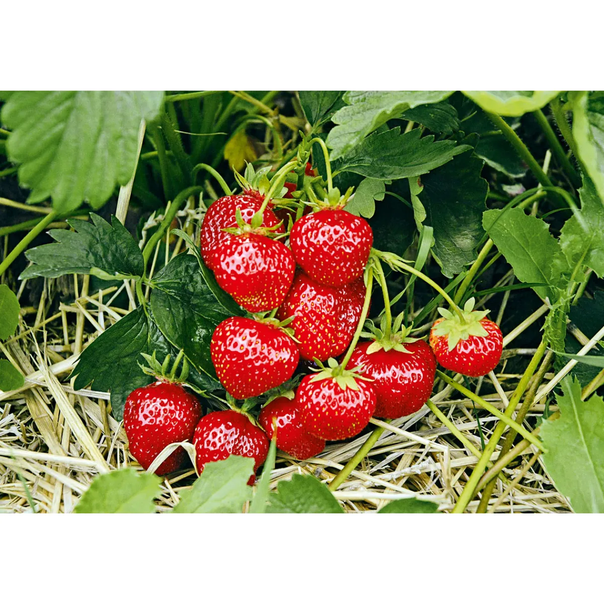 Best Plantiflor Erdbeeren verschiedene Sorten 10er-Pack