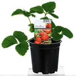 Sale Plantiflor Erdbeerpflanzen verschiedene Sorten Topf Durchmesser 9,5 cm