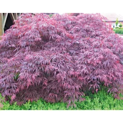 Online Plantiflor Fächerahorn im Topf Durchmesser 19 cm