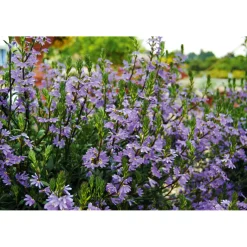 Best Plantiflor Fächerblume Topf Durchmesser 13 cm