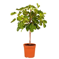 Plantiflor Feigenbaum im Topf Durchmesser 20 cm