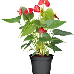 Outlet Plantiflor Flamingo-Blume Pink T14