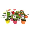 Outlet Plantiflor Flamingoblume Ton in Ton Topf- Durchmesser 10,5 cm