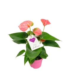 Outlet Plantiflor Flamingoblume Ton in Ton Topf- Durchmesser 10,5 cm