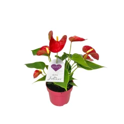 Outlet Plantiflor Flamingoblume Ton in Ton Topf- Durchmesser 10,5 cm