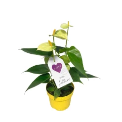 Outlet Plantiflor Flamingoblume Ton in Ton Topf- Durchmesser 10,5 cm