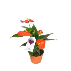 Outlet Plantiflor Flamingoblume Ton in Ton Topf- Durchmesser 10,5 cm