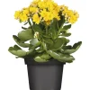 Hot Plantiflor Flammendes Käthchen Calandiva T11