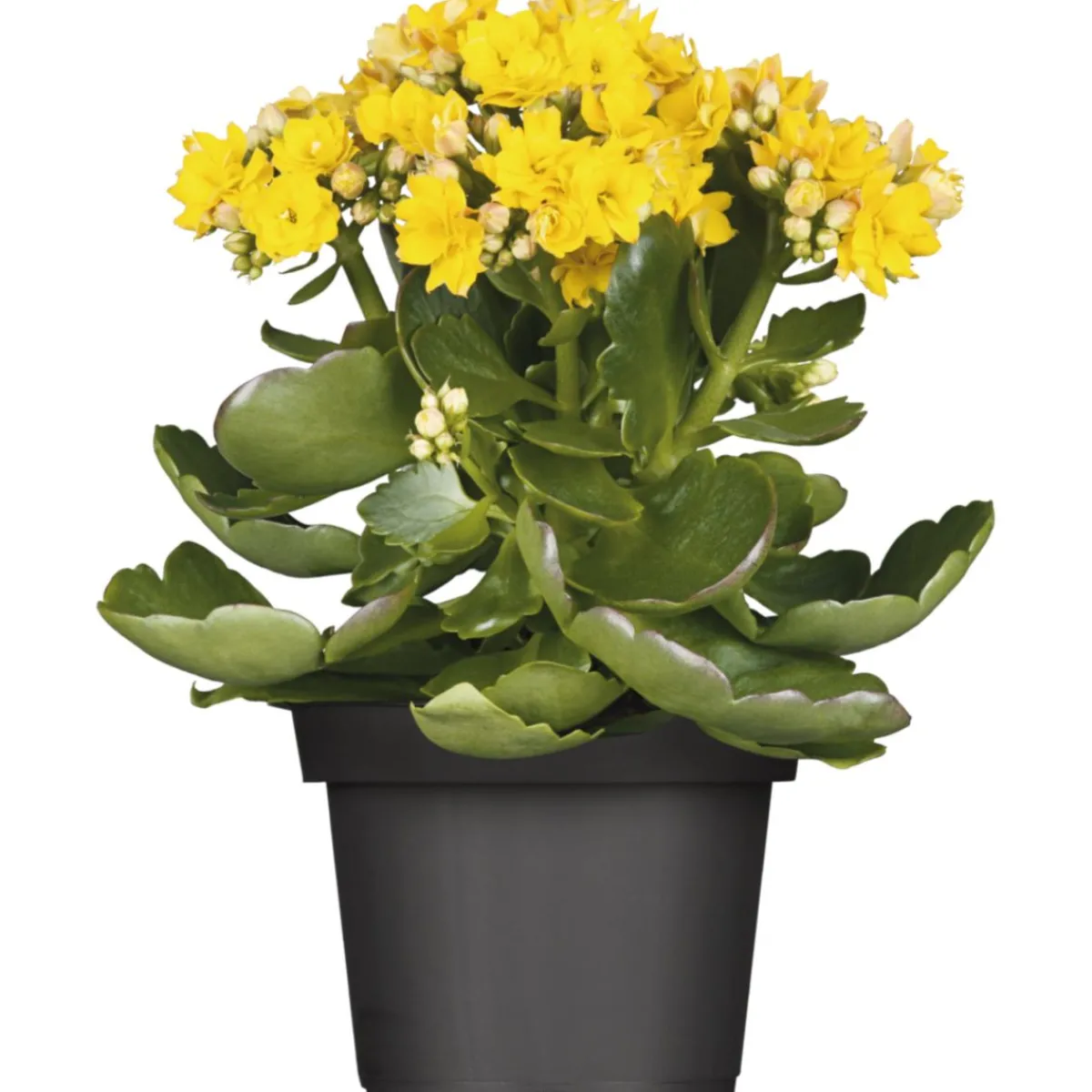 Hot Plantiflor Flammendes Käthchen Calandiva T11