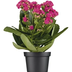 Hot Plantiflor Flammendes Käthchen Calandiva T11