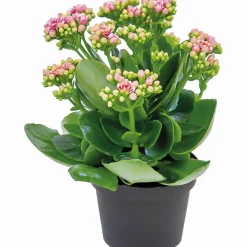 Hot Plantiflor Flammendes Käthchen Calandiva T11