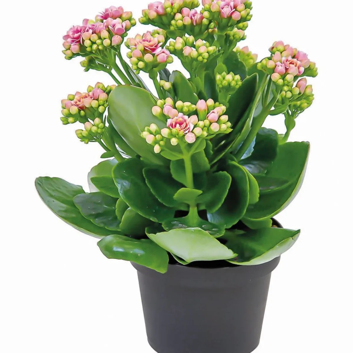 Hot Plantiflor Flammendes Käthchen Calandiva T11