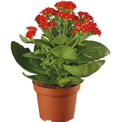Hot Plantiflor Flammendes Käthchen Calandiva T11