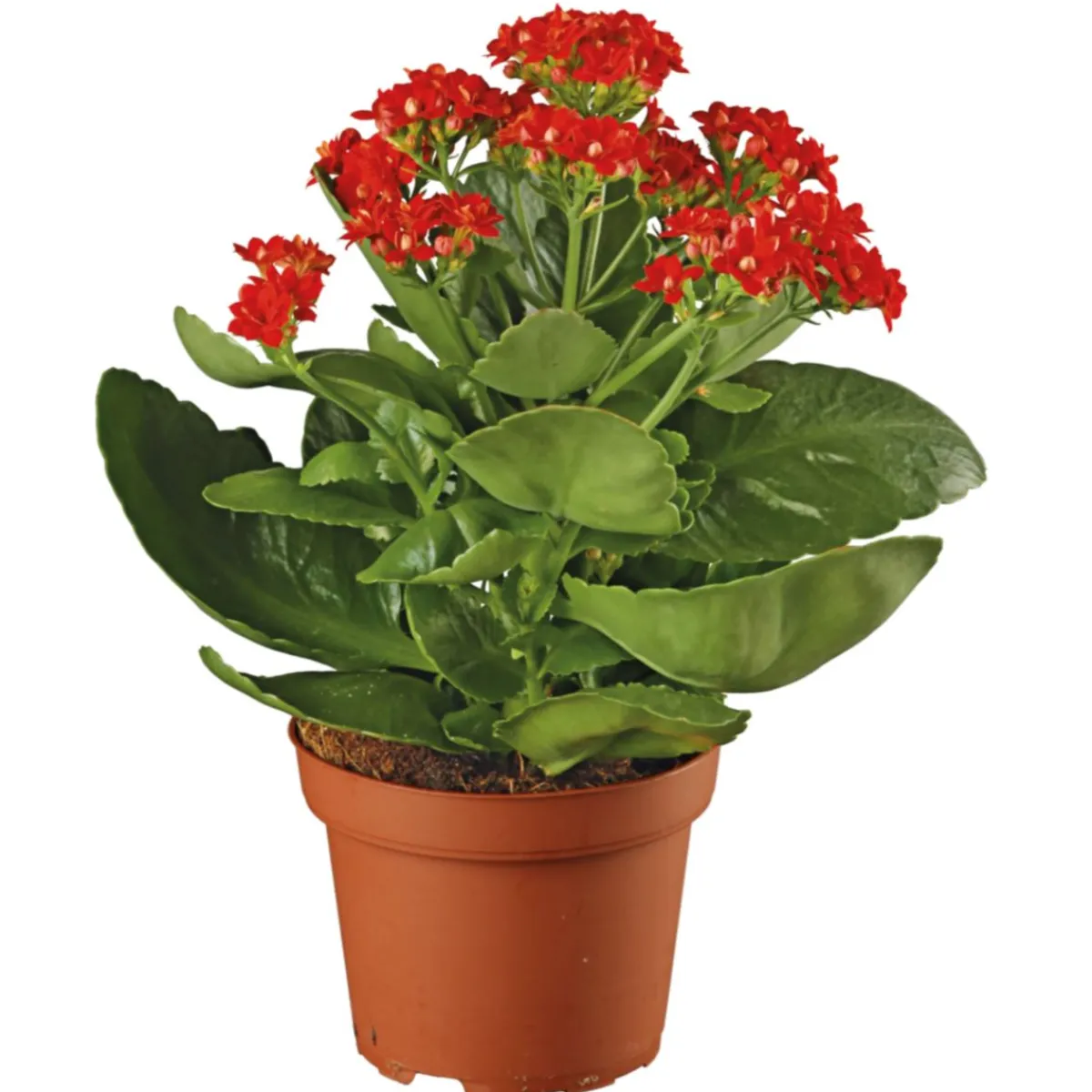 Hot Plantiflor Flammendes Käthchen Calandiva T11
