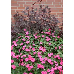 Plantiflor Fleißiges Lieschen Topf Durchmesser 10,5 cm
