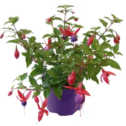 Online Plantiflor Fuchsie hängend Topf Durchmesser 12 cm