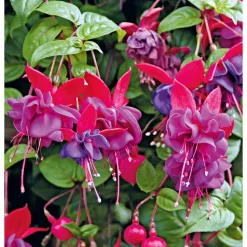 Online Plantiflor Fuchsie stehend Topf Durchmesser 12 cm