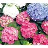 Clearance Plantiflor Gartenhortensie Macrophylla Topf- Durchmesser 17 cm