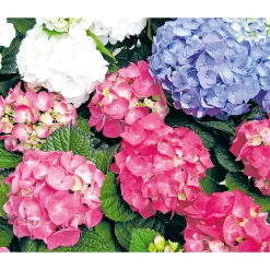 Clearance Plantiflor Gartenhortensie Macrophylla Topf- Durchmesser 17 cm