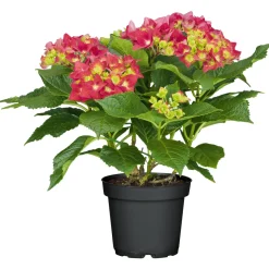 Clearance Plantiflor Gartenhortensie Macrophylla Topf- Durchmesser 17 cm