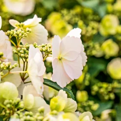Clearance Plantiflor Gartenhortensie Macrophylla Topf- Durchmesser 17 cm