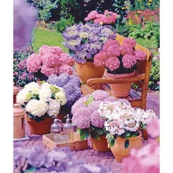 Discount Plantiflor Gartenhortensie Topf Durchmesser 23 cm
