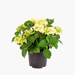 Discount Plantiflor Gartenhortensie Topf Durchmesser 23 cm
