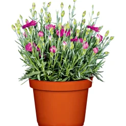 Sale Plantiflor Garten-Nelke Topf Durchmesser 12 cm