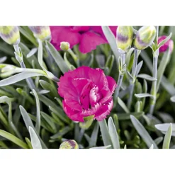 Sale Plantiflor Garten-Nelke Topf Durchmesser 12 cm