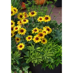 Online Plantiflor Garten-Sonnenauge C3
